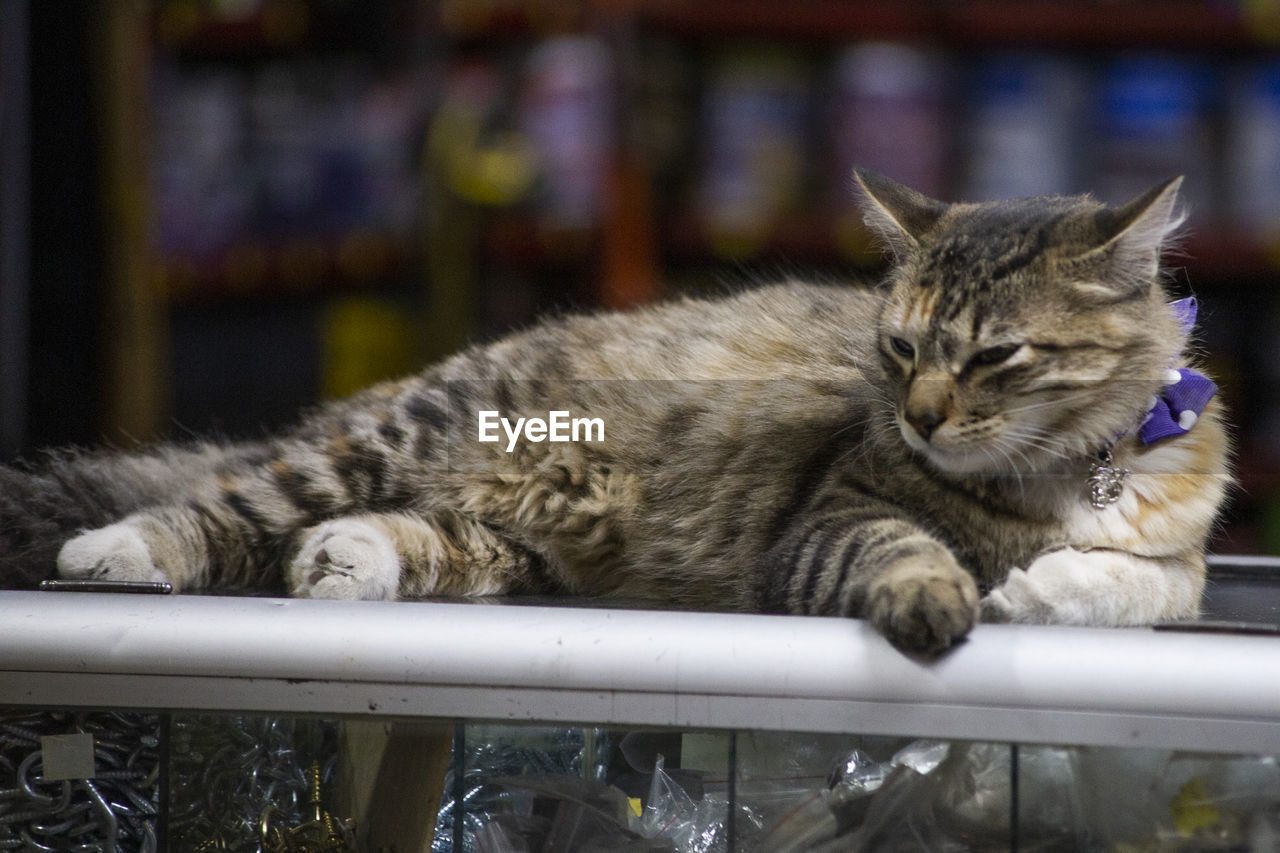 CLOSE-UP OF A SLEEPING CAT