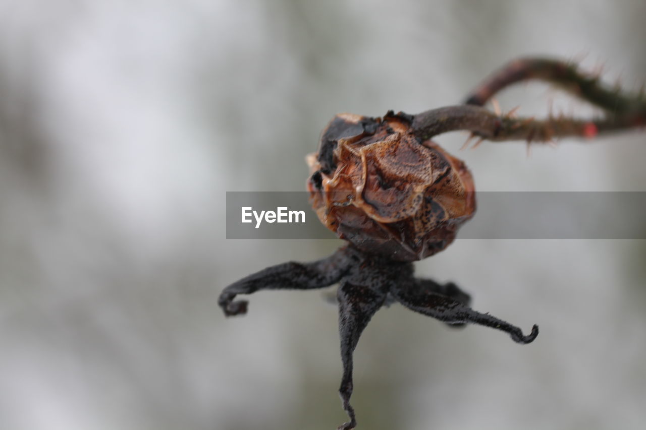 CLOSE-UP OF DRY PLANT