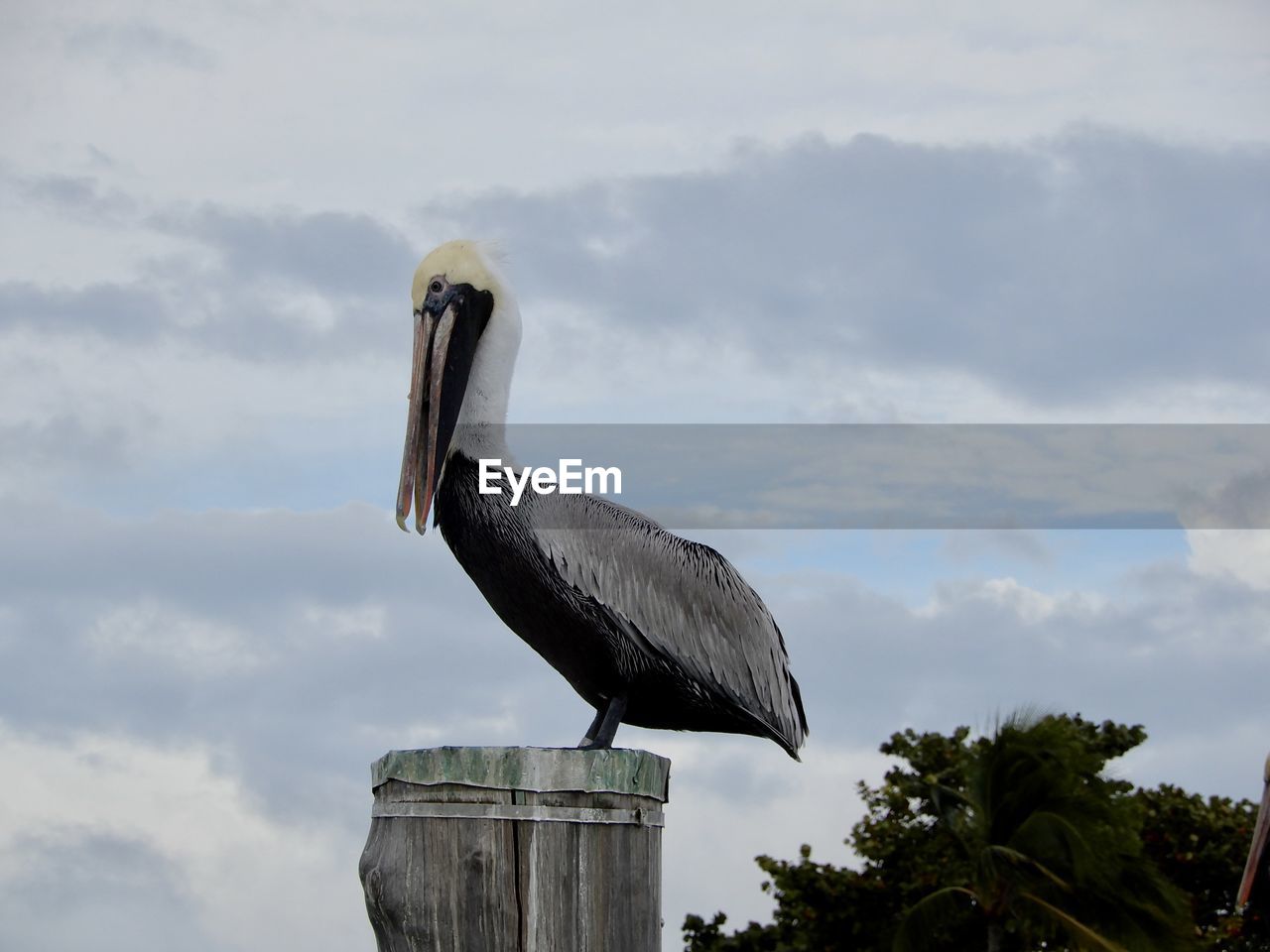 Low angle view of pelican perching on piling against sky