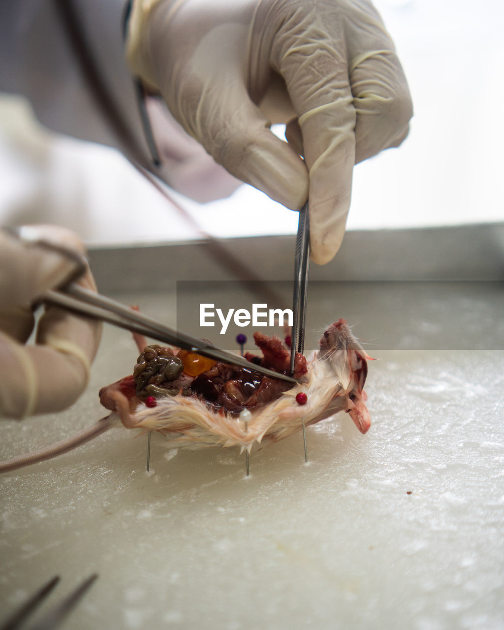 Dissection activity in the lab