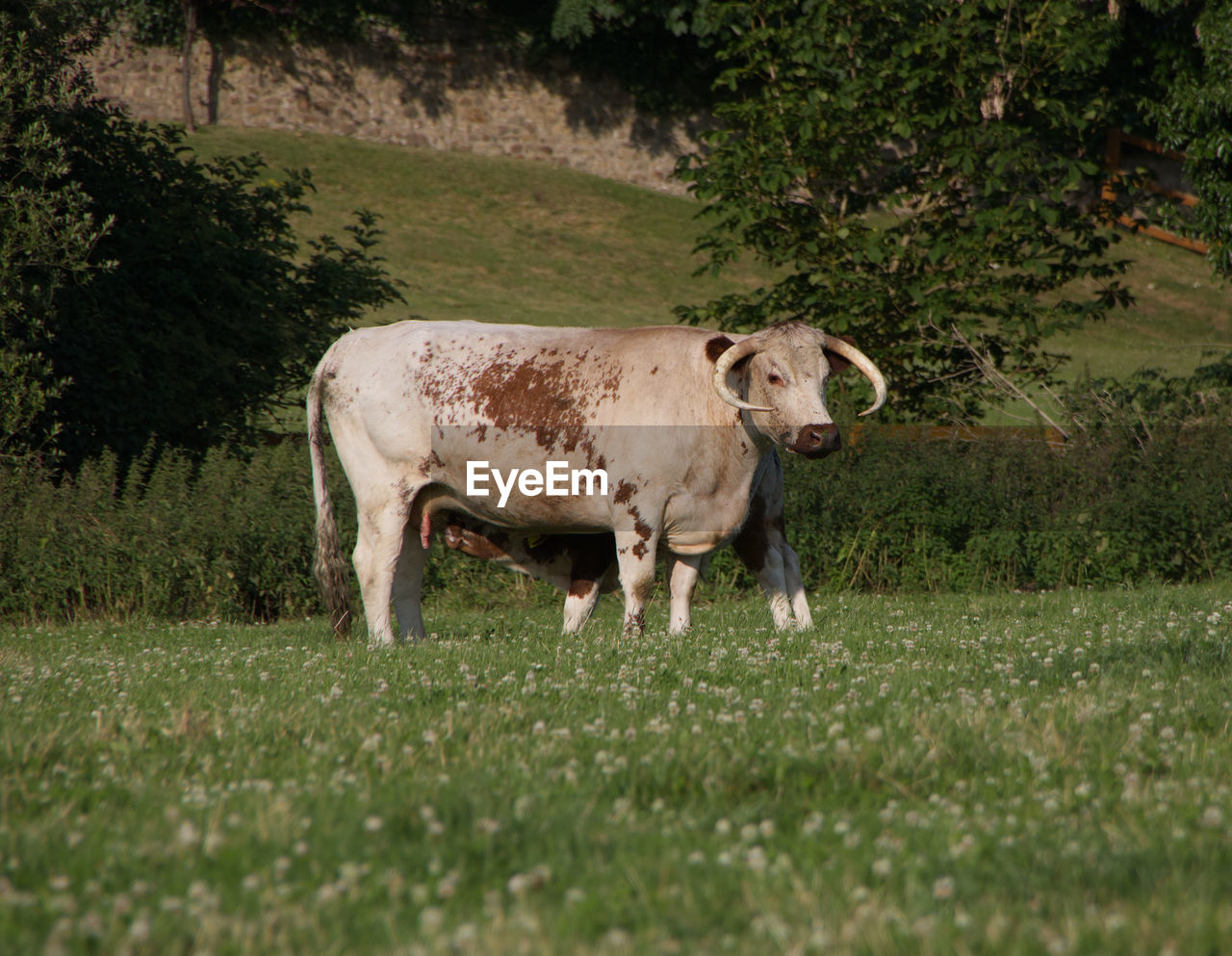 Feeding cattle