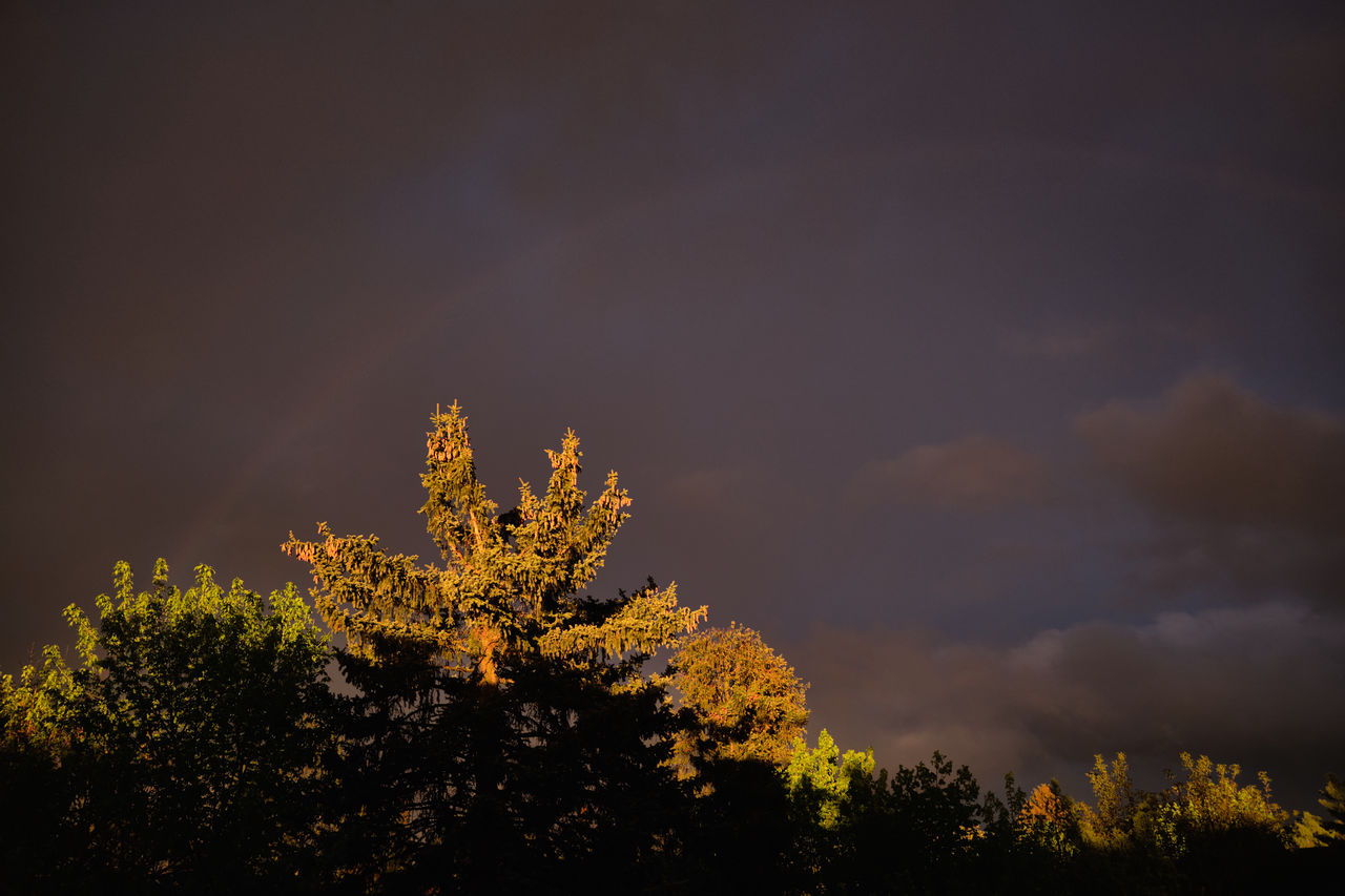 LOW ANGLE VIEW OF PLANT AGAINST SKY DURING SUNSET