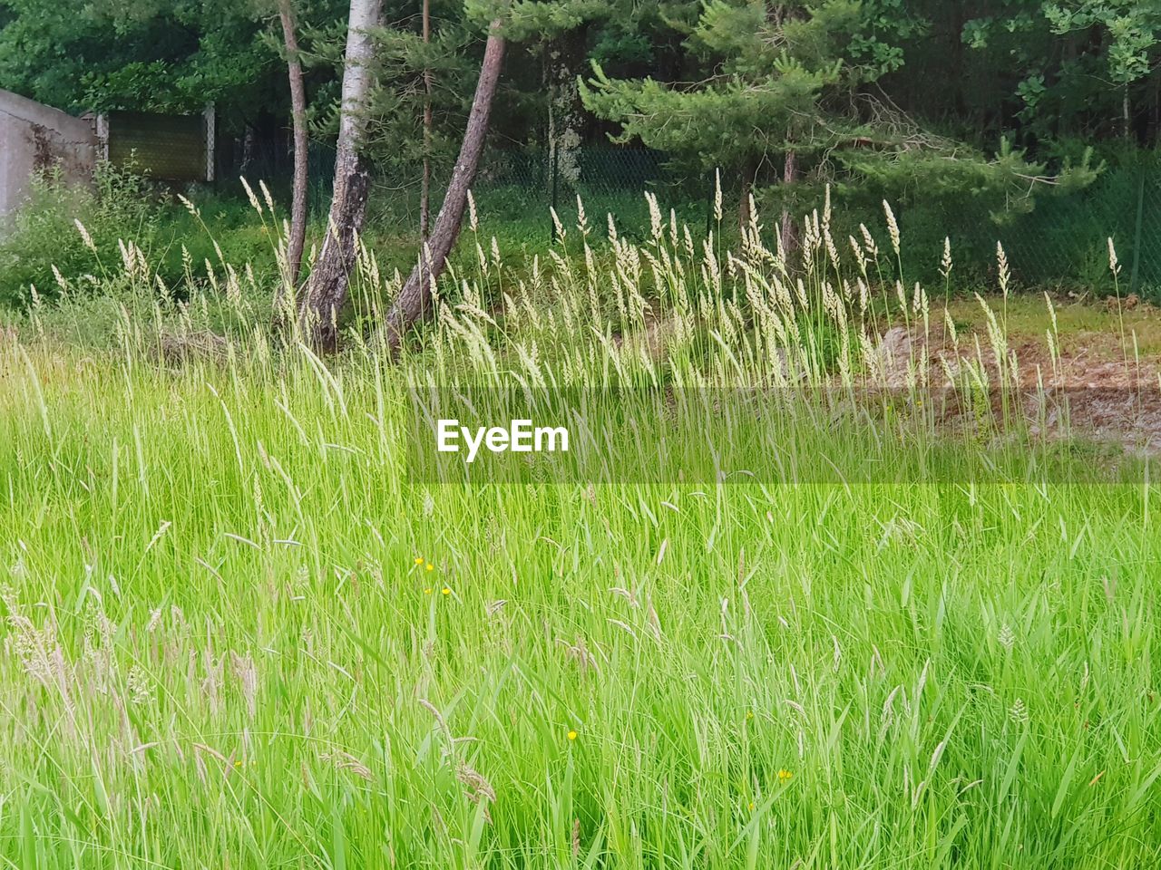 SCENIC VIEW OF GRASS GROWING IN FIELD