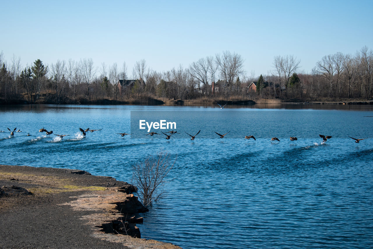 View of birds in lake against clear blue sky