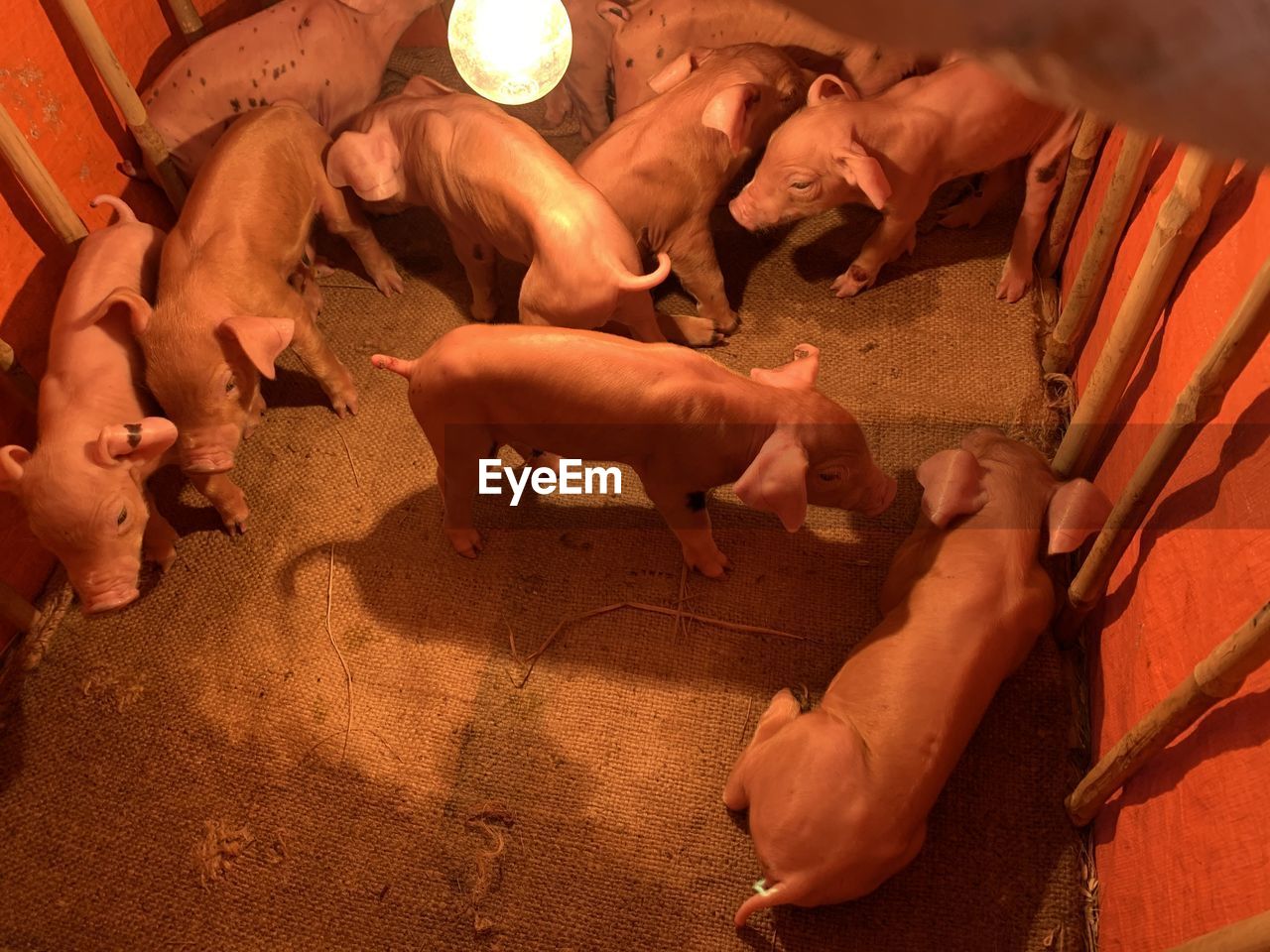 High angle view of piglets