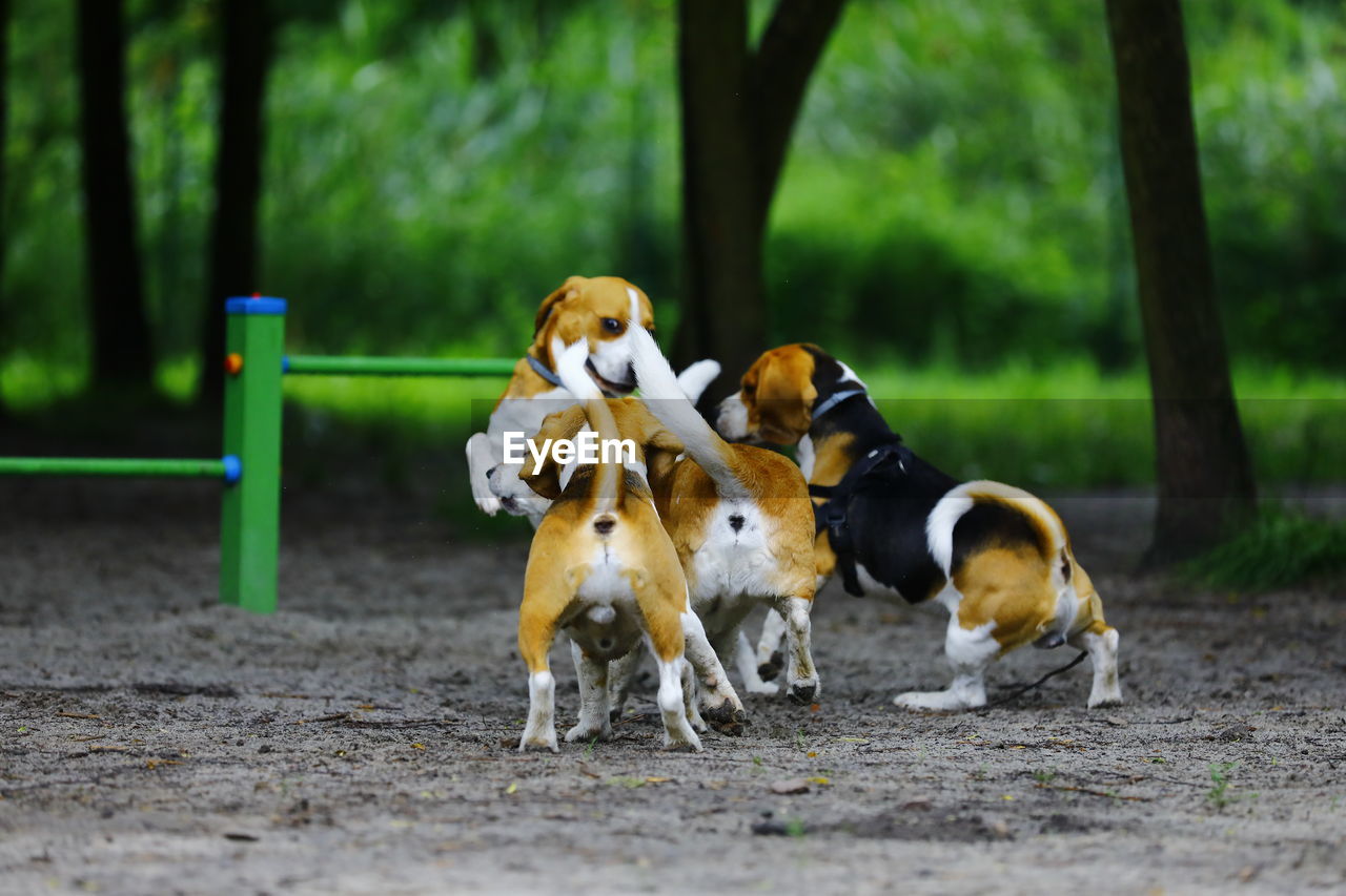 VIEW OF DOGS ON FIELD