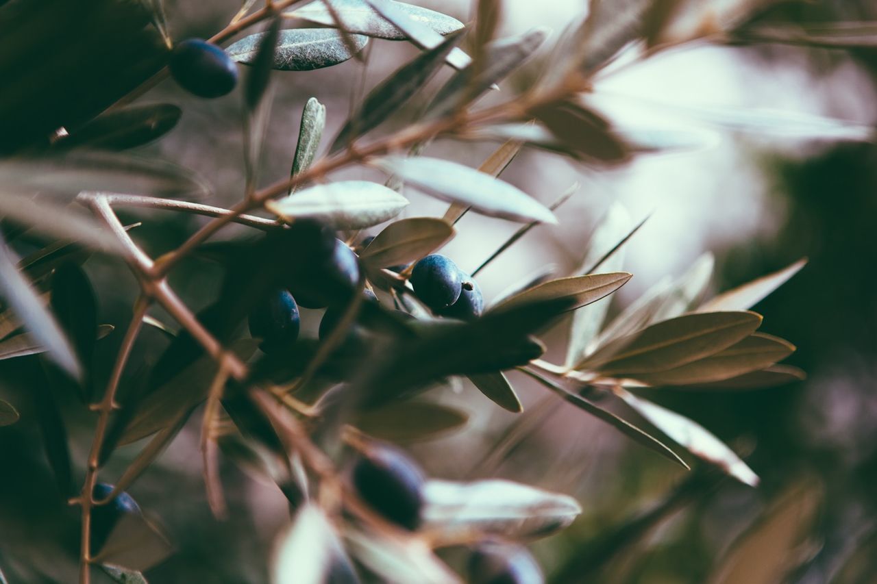 Close-up of olives on tree