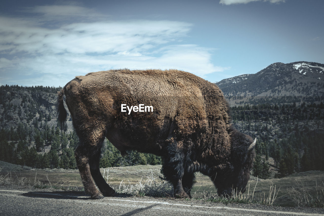 Bison next to the road