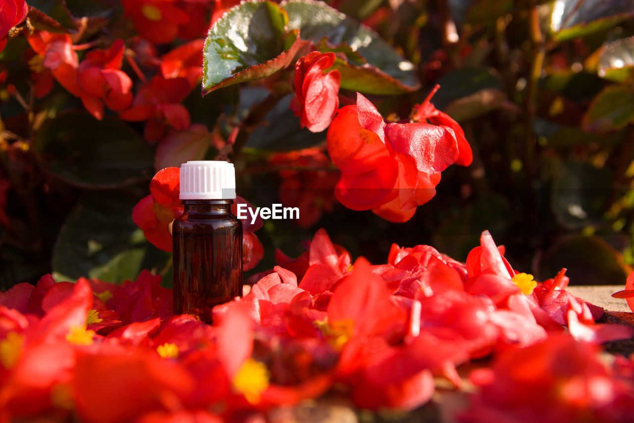 CLOSE-UP OF RED ROSES IN ROSE