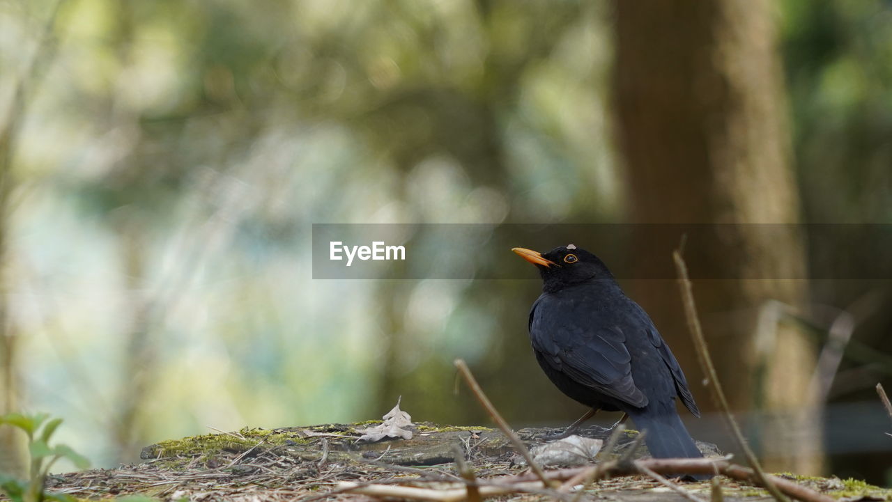 Close-up of bird perching on wood