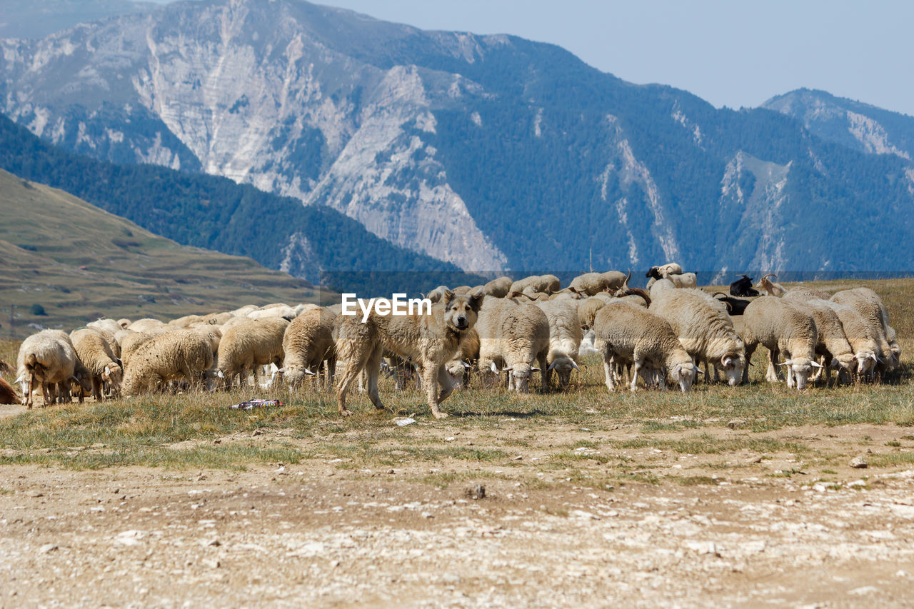 View of sheep on field against mountain