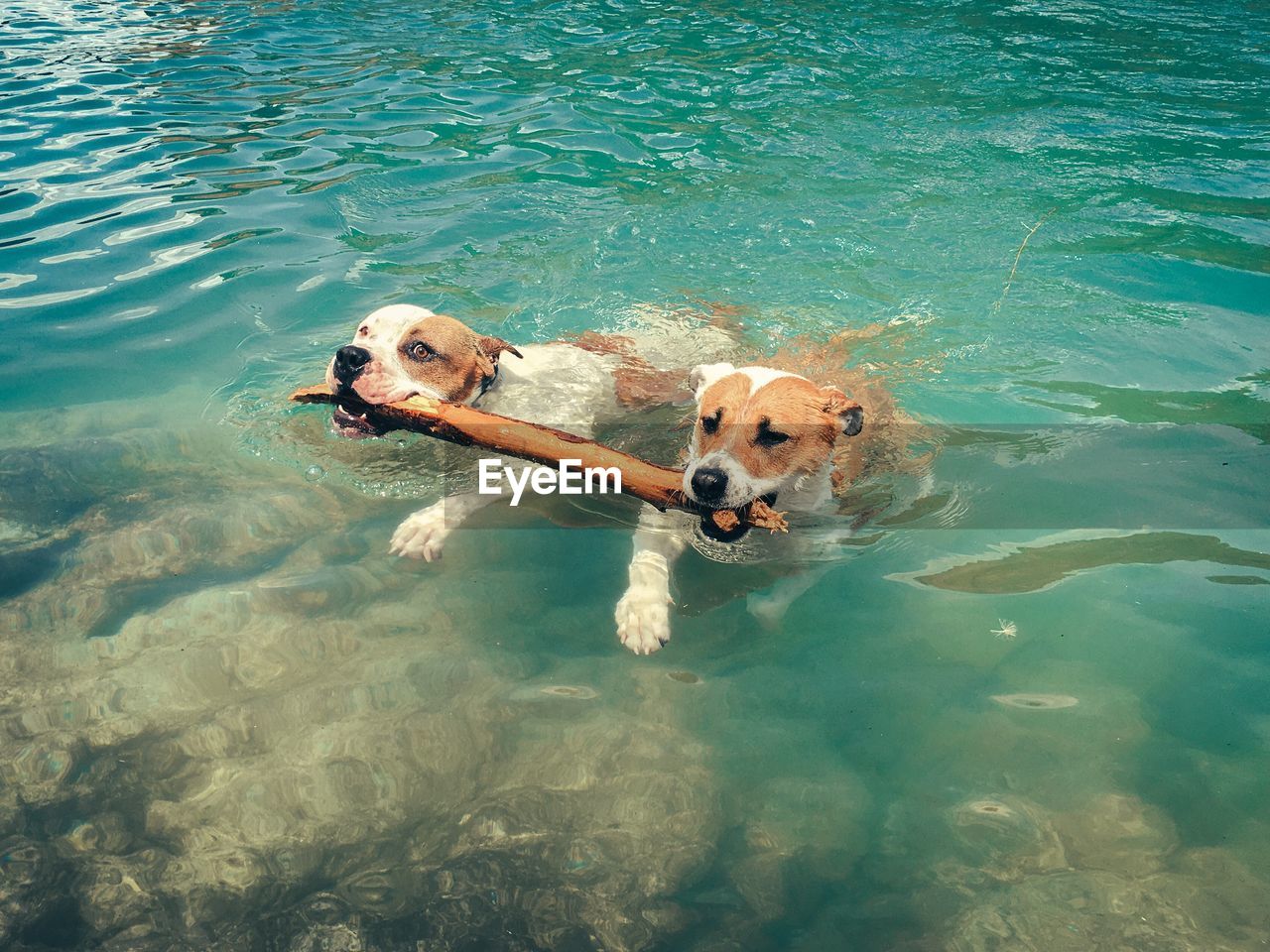 High angle view of dogs carrying stick in mouth while swimming at lake