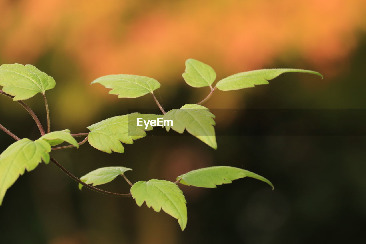 close-up of plant leaves