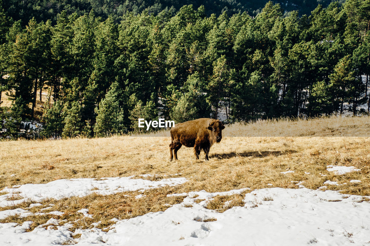 American bison on field against trees during winter