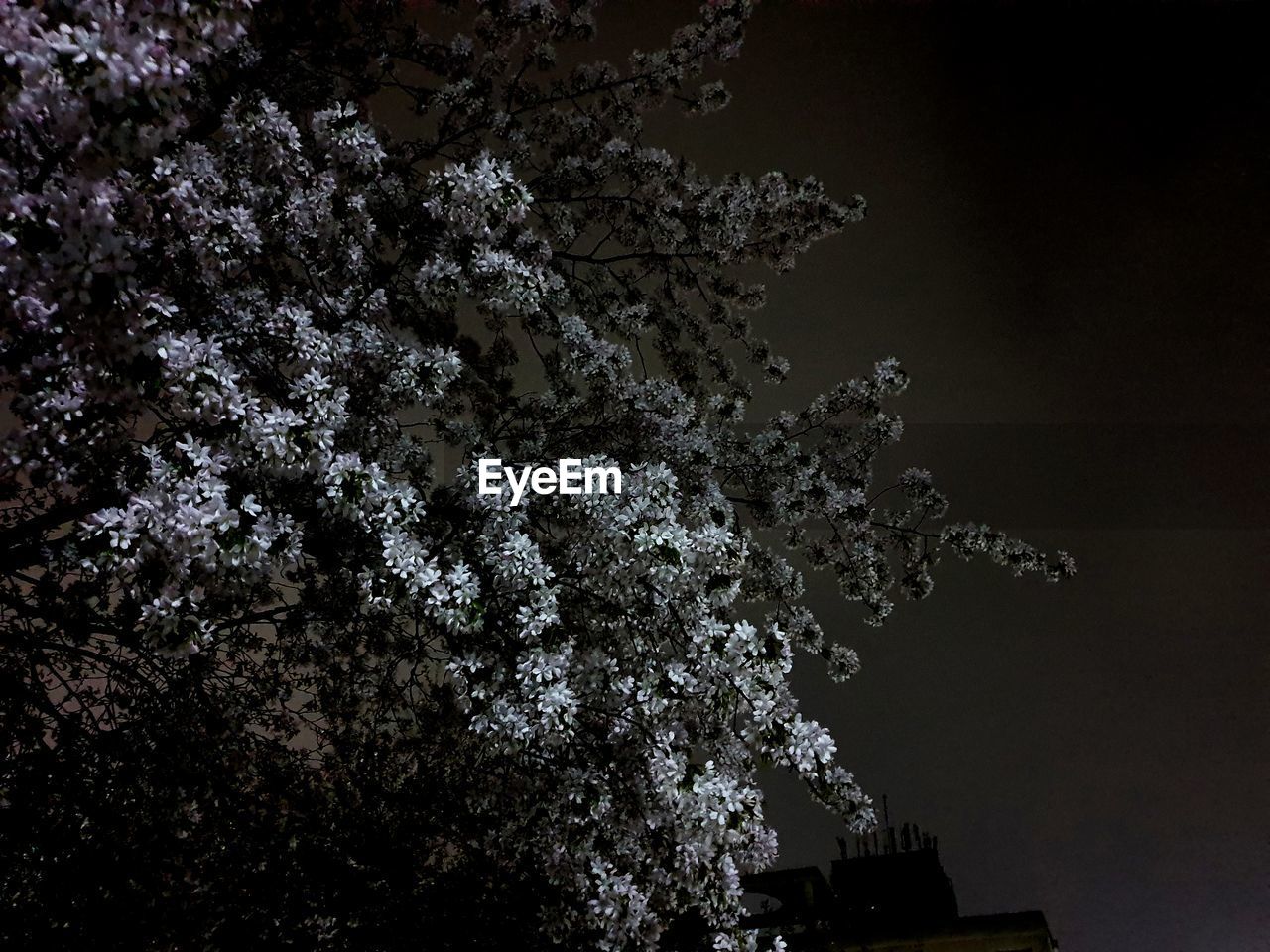 LOW ANGLE VIEW OF FLOWERING PLANT AGAINST CLEAR SKY