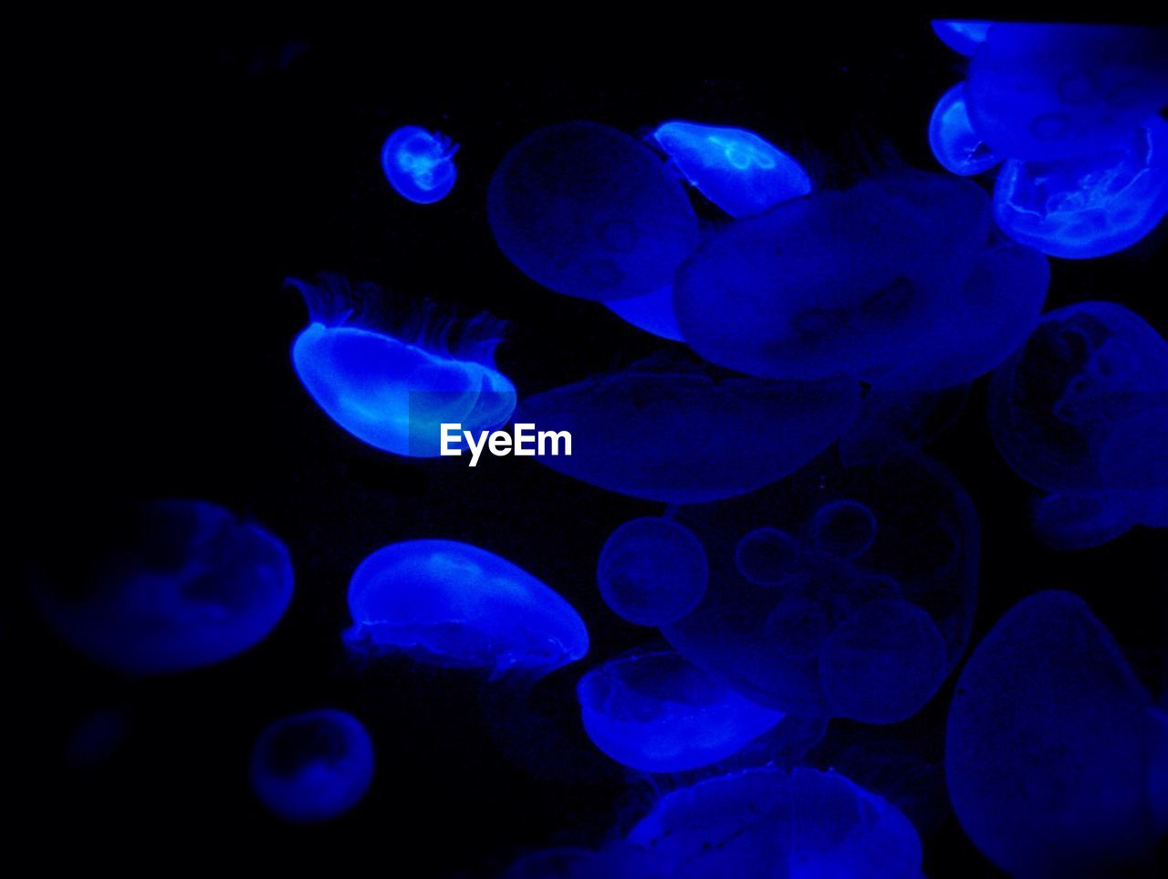 Moon jellyfish in water