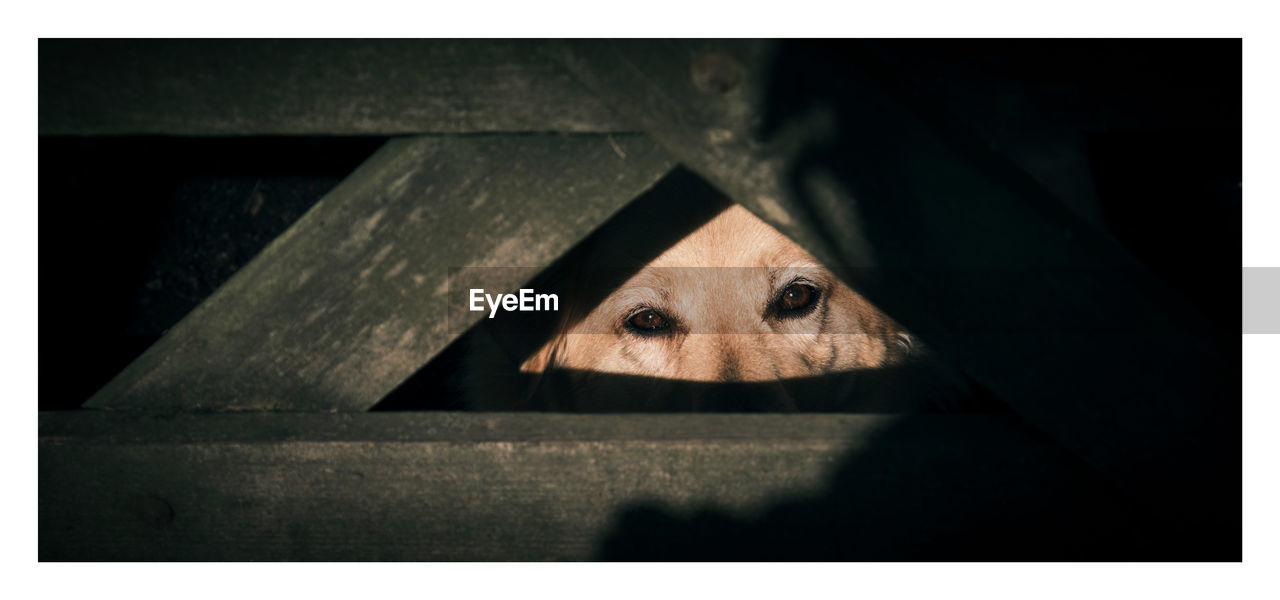 Long wide aspect ratio 2x1 high contrast fujifilm dogs eyes peering through barred gate