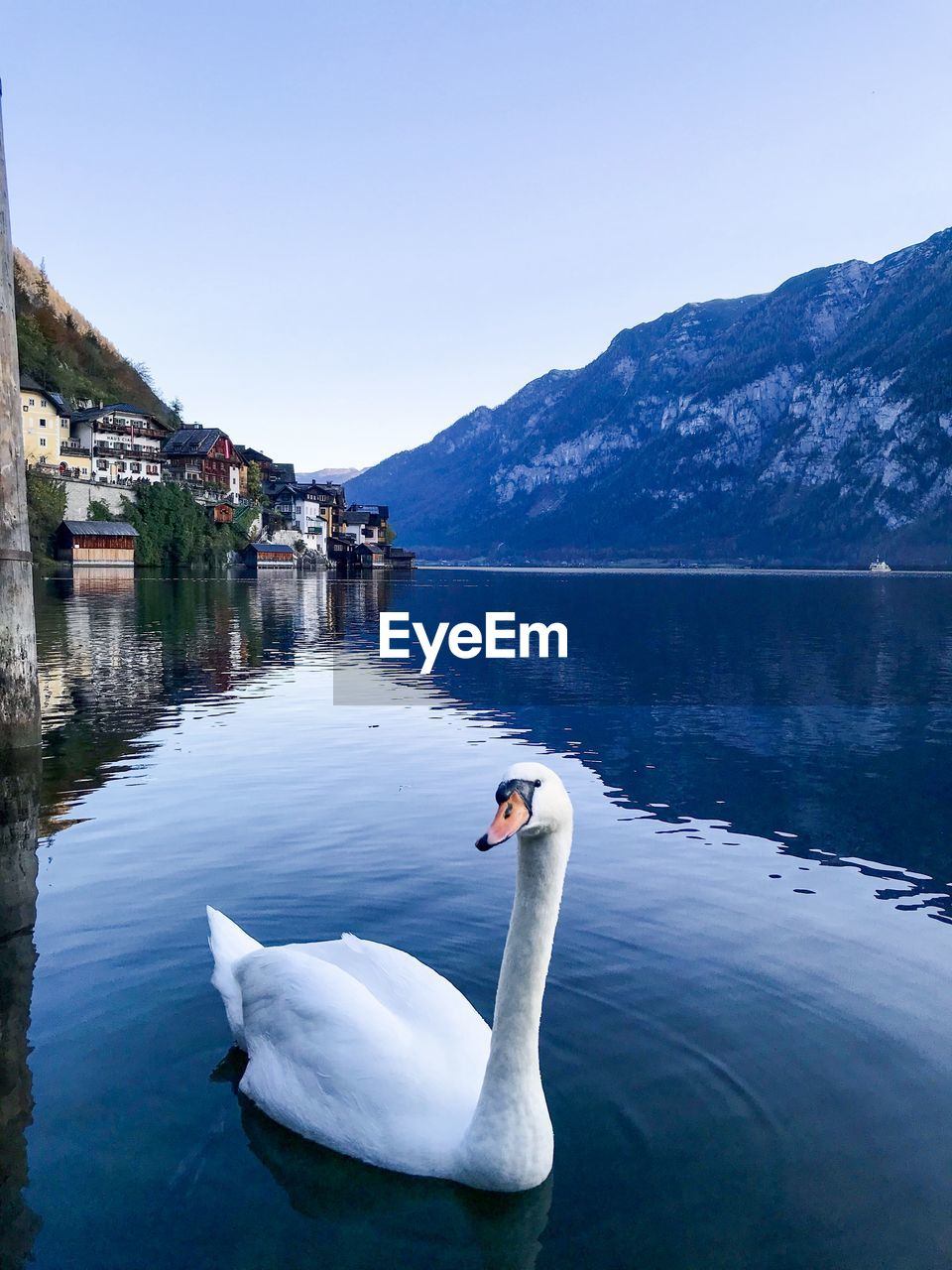 SWAN SWIMMING IN LAKE