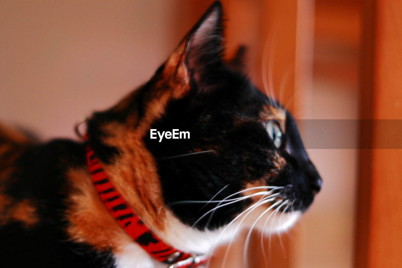 Close-up of cat looking away