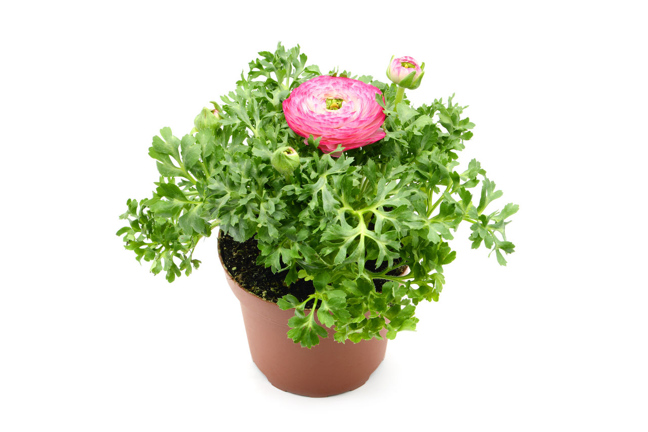 Close-up of pink ranunculus flower pot on white background