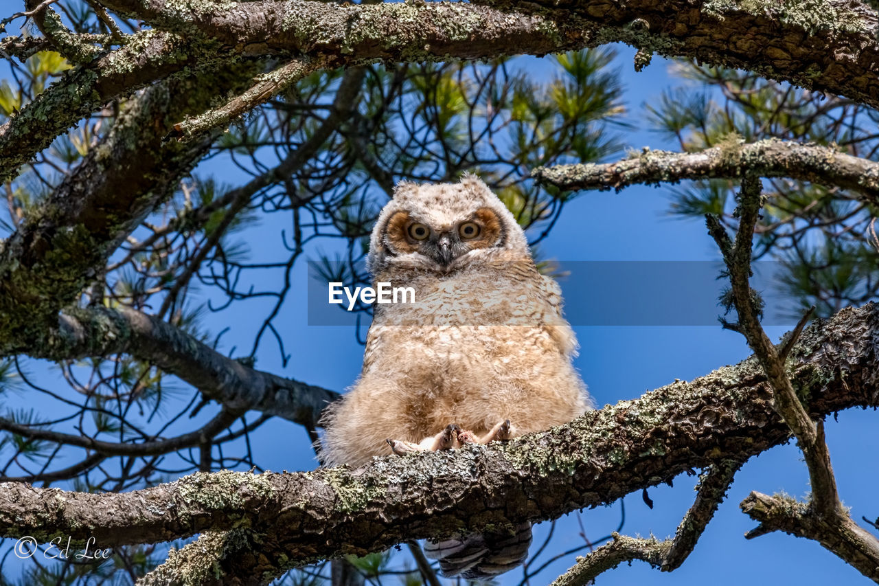 LOW ANGLE VIEW OF ANIMAL SITTING ON TREE