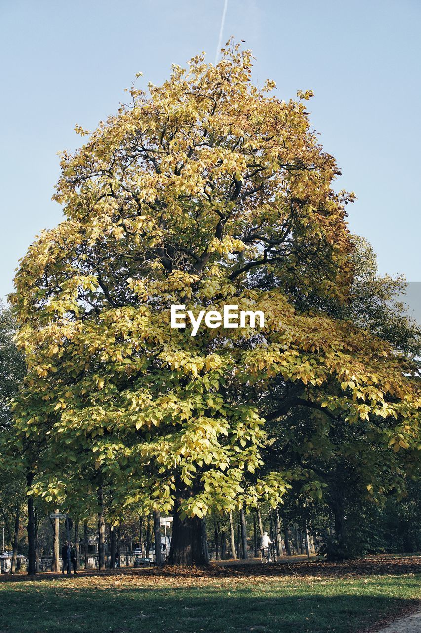 View of flowering trees on field against sky