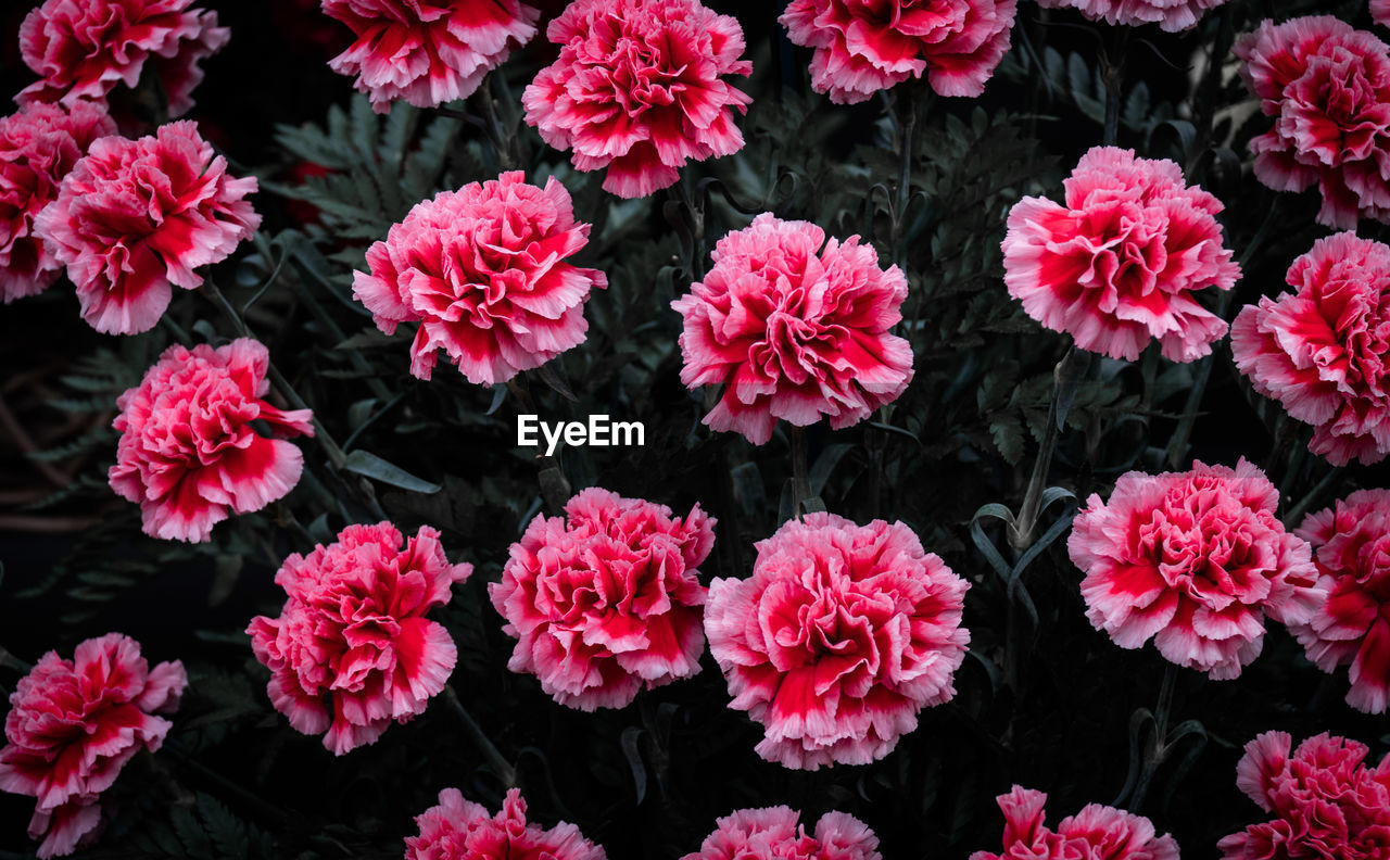 Full frame shot of pink flowering plants