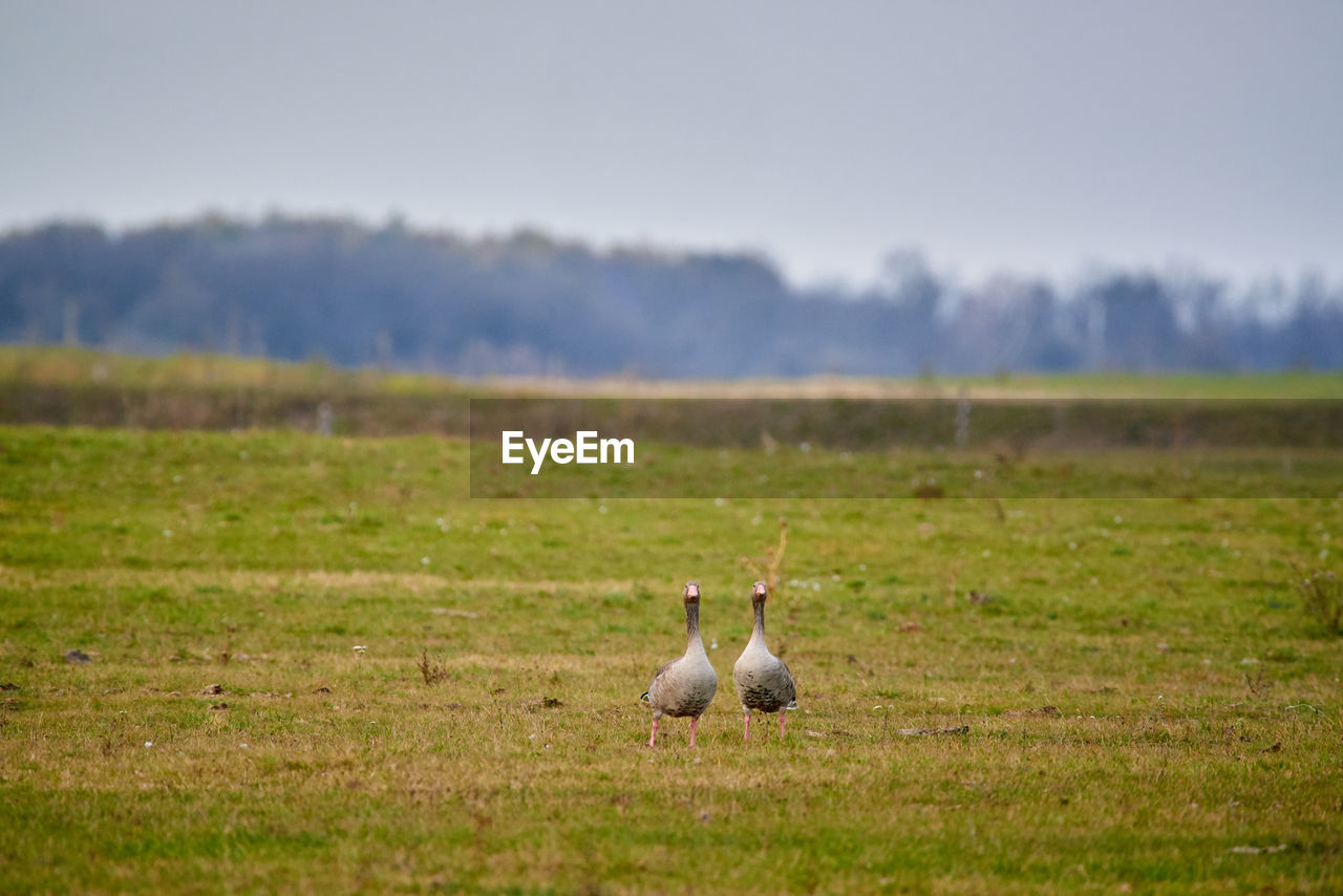 SHEEP IN A FIELD