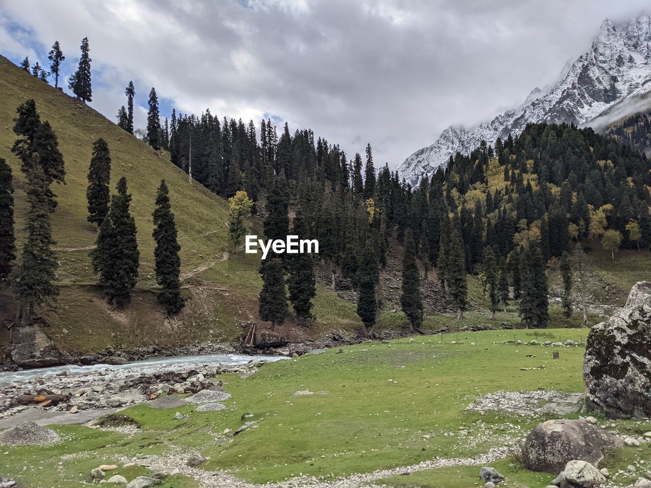 SCENIC VIEW OF TREES GROWING ON LAND AGAINST SKY