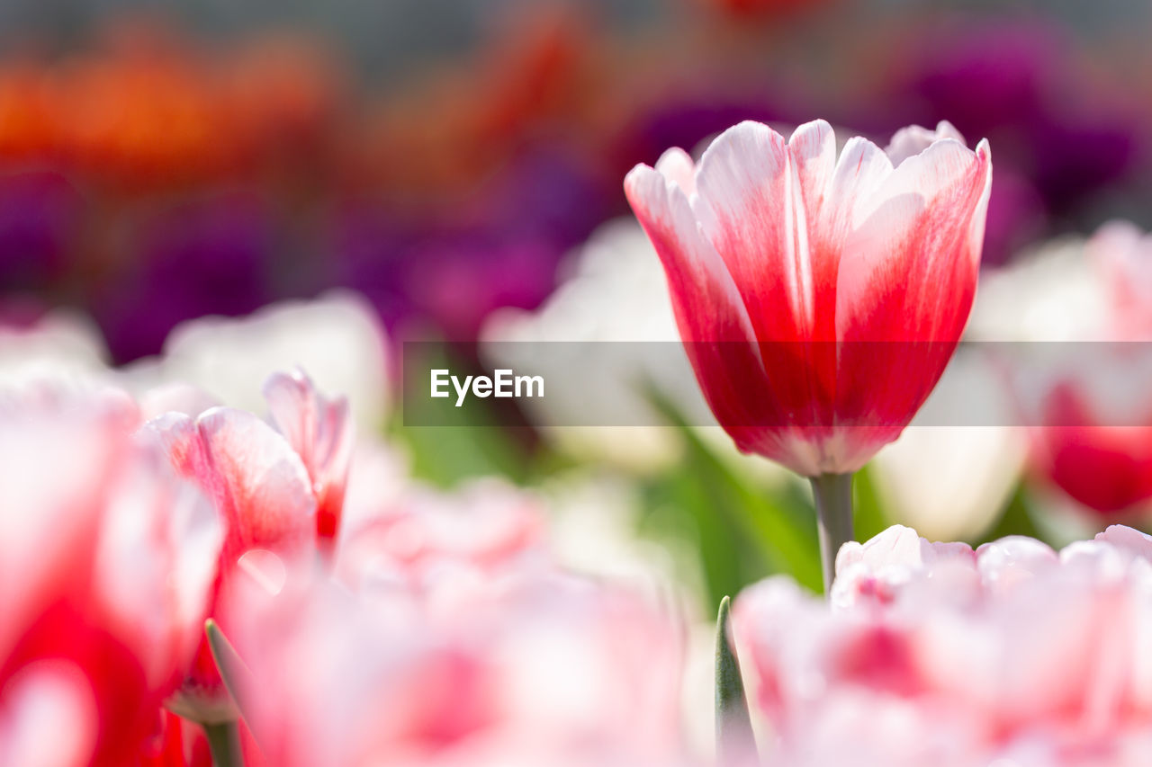 CLOSE-UP OF TULIPS