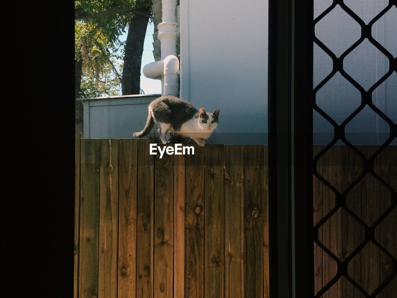 Cat on wooden fence seen through window