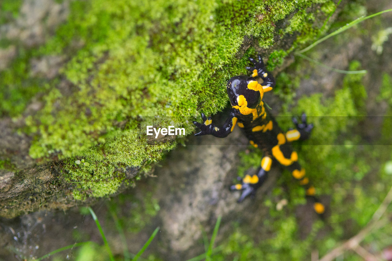 CLOSE-UP OF MAN CLIMBING ROCK