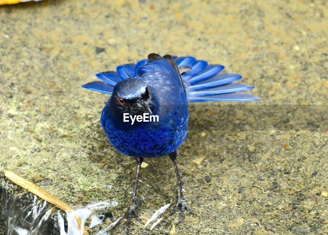 HIGH ANGLE VIEW OF BIRD PERCHING ON A GROUND