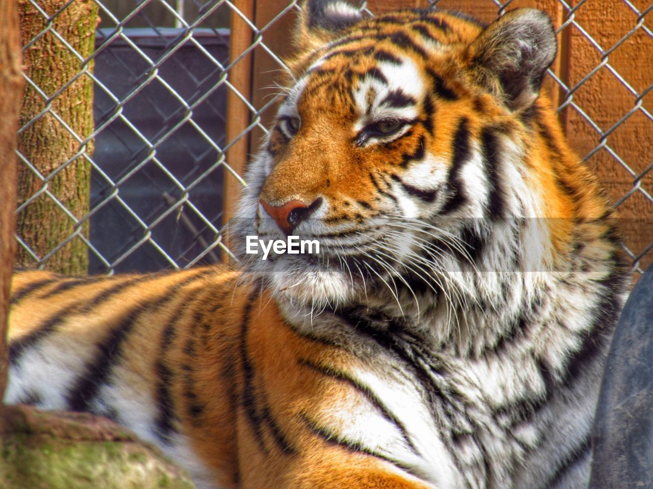 CLOSE-UP OF TIGER IN CAGE IN ZOO