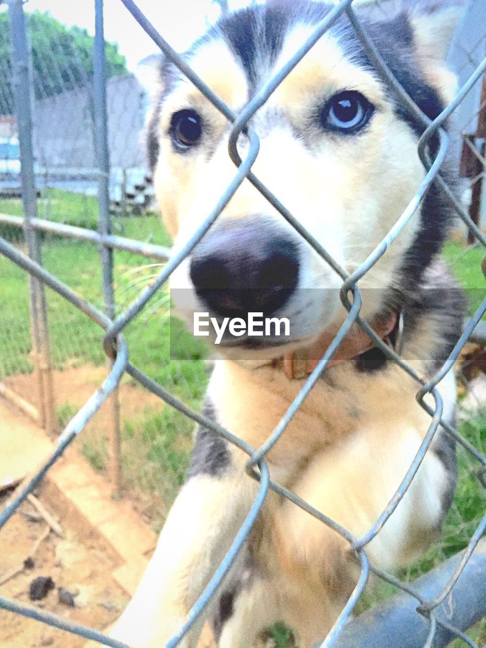 Close-up of dog seen through chainlink fence