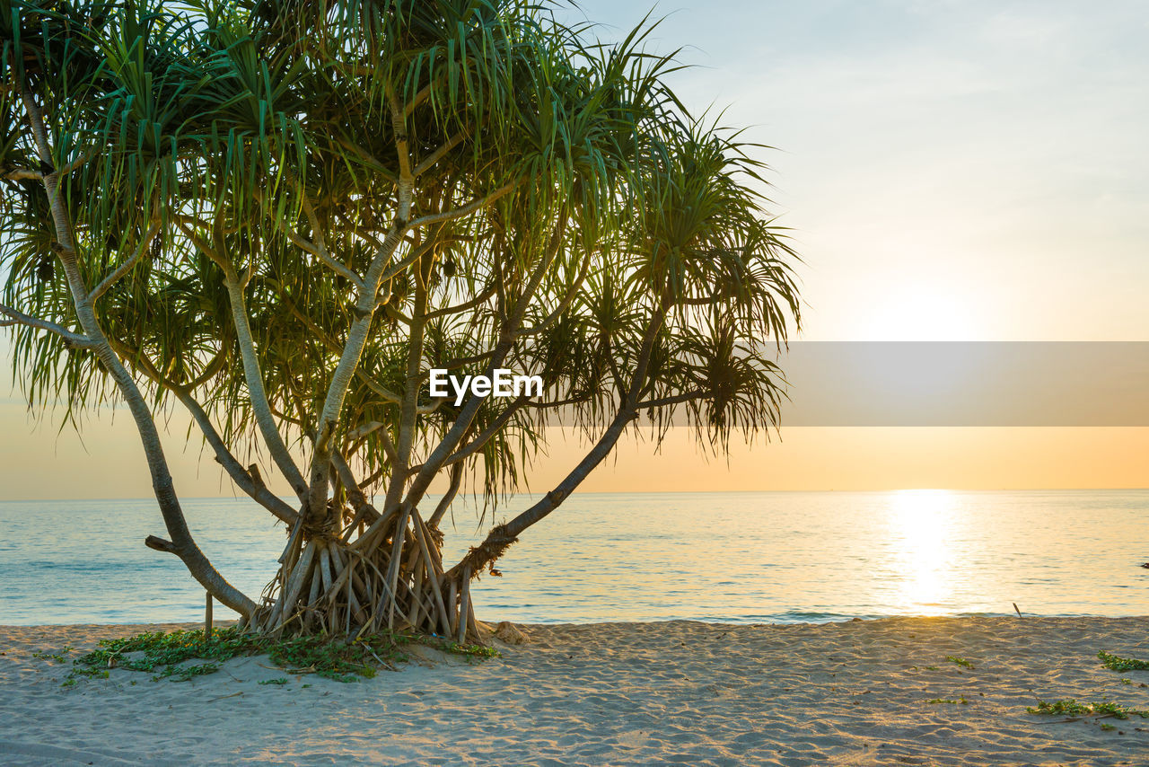Beautiful landscape with sunset at tropical beach with palm trees