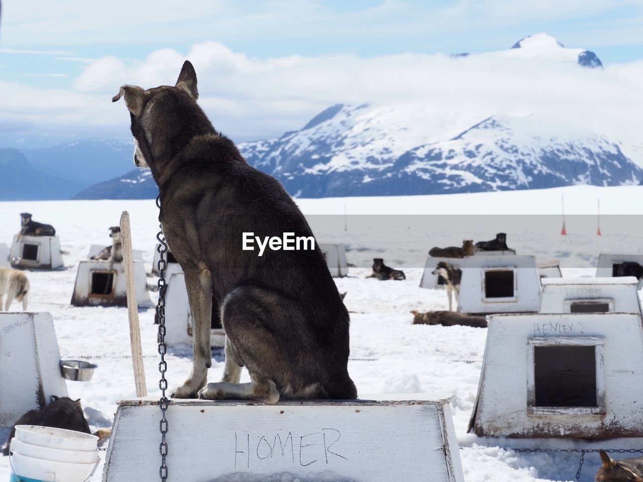 Rear view of alaskan husky sitting on doghouse by glacier