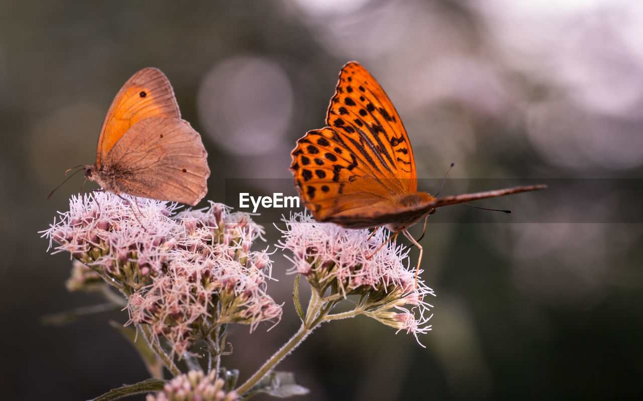 Close-up of butterflies on flowers at park