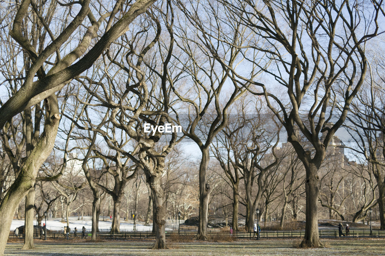 Winter in the central park