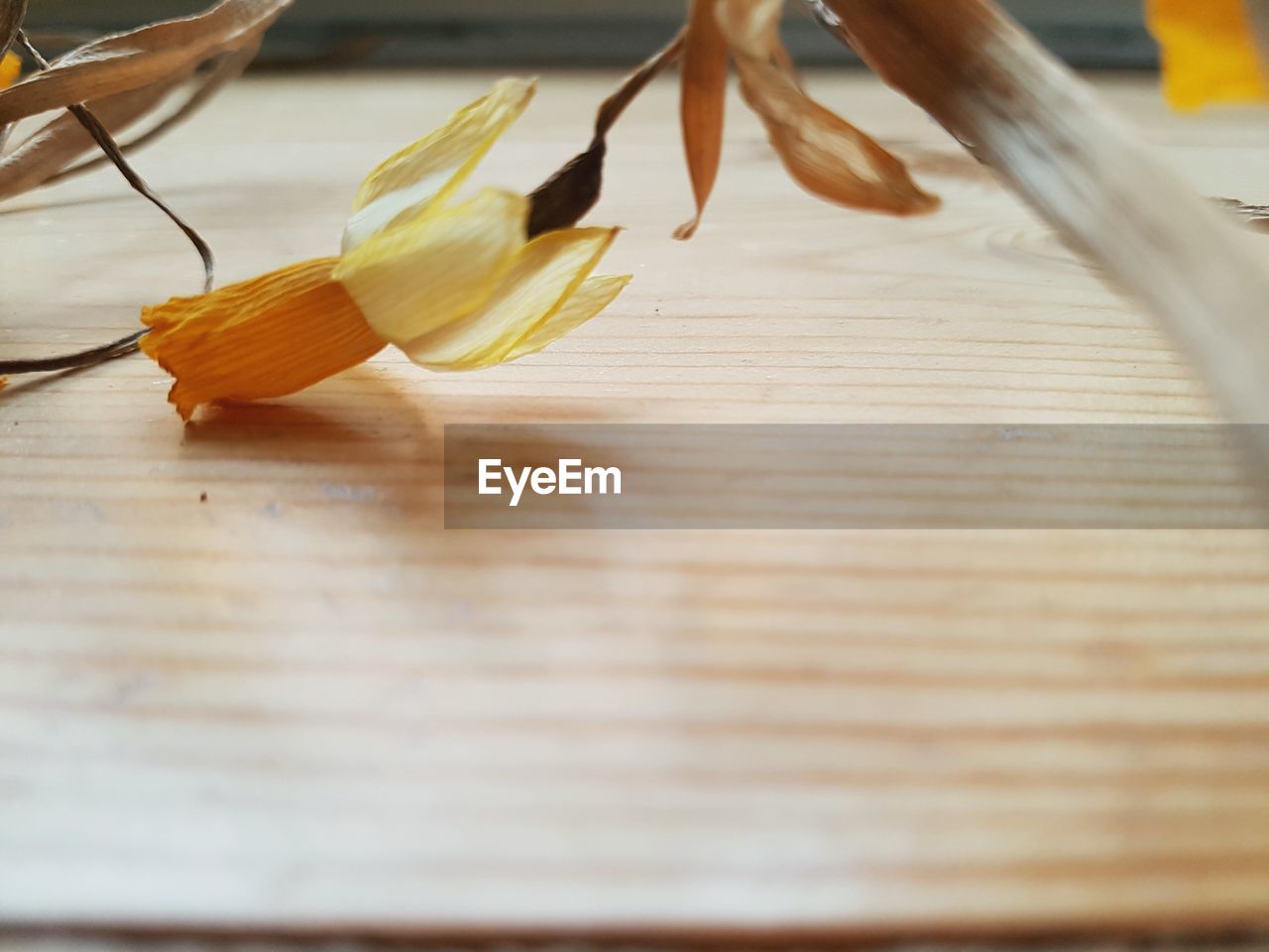 CLOSE-UP OF FRESH FLOWER ON TABLE