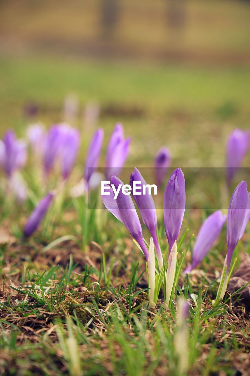 CLOSE-UP OF PURPLE CROCUS FLOWERS