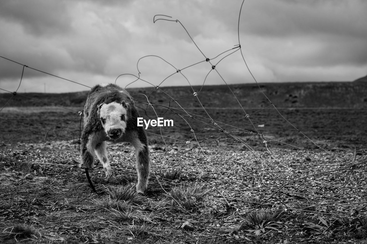 Portrait of dog on field against sky