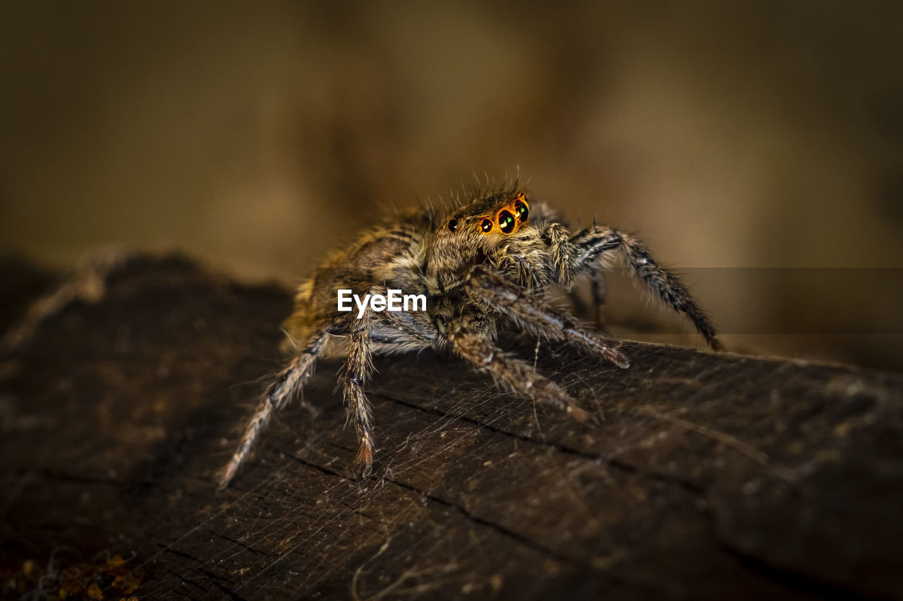 Macro-photo of a jumpping spider on wood