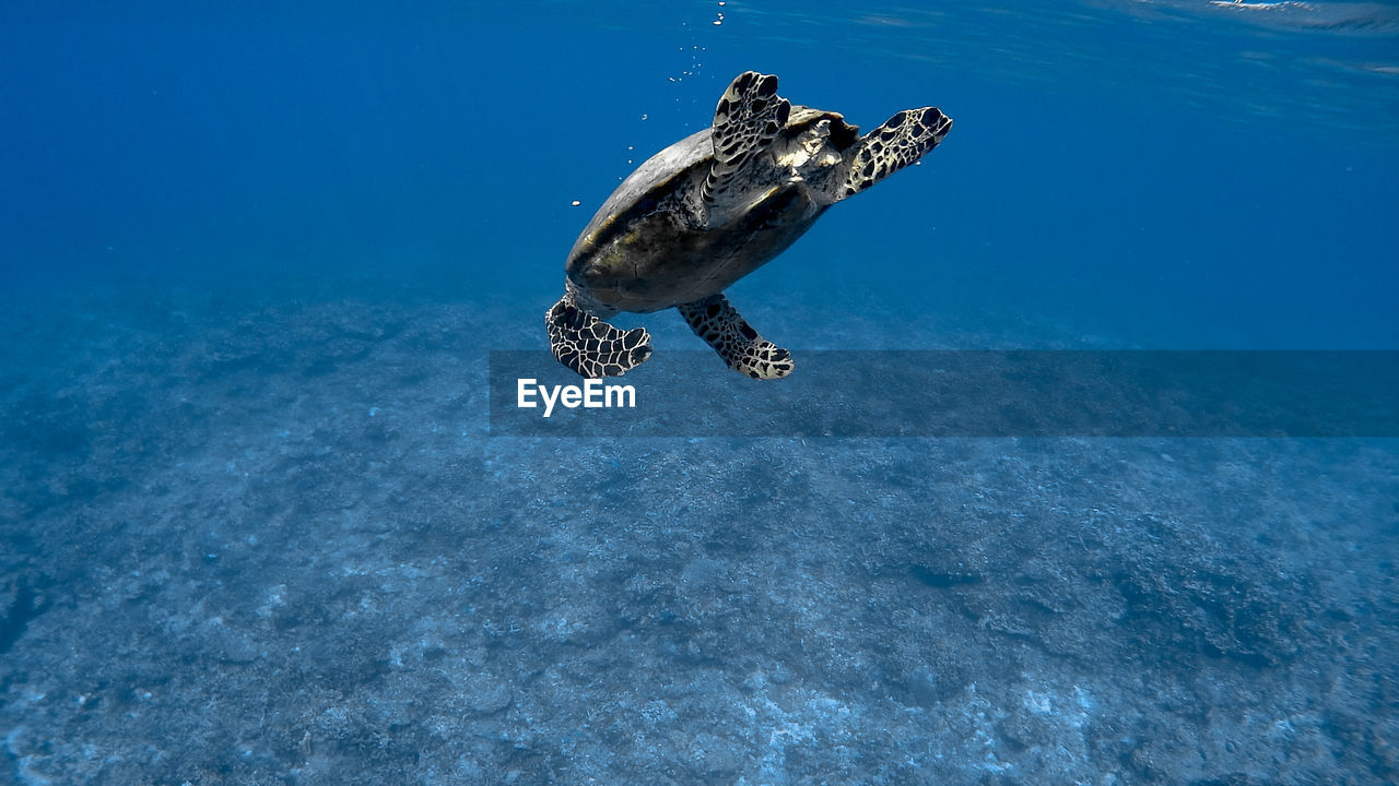 Hawksbill sea turtle at apo reef coral garden