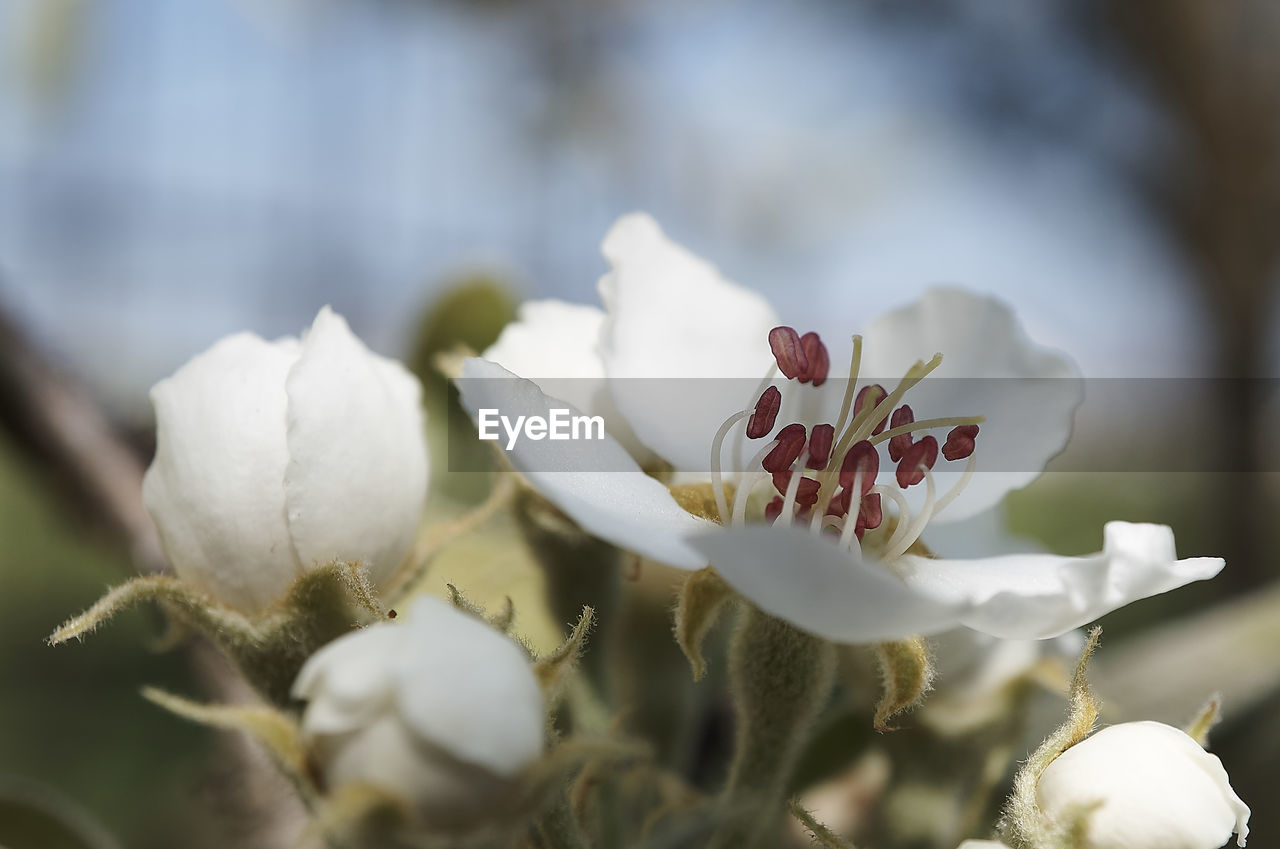 CLOSE-UP OF FLOWERS AGAINST BLURRED BACKGROUND