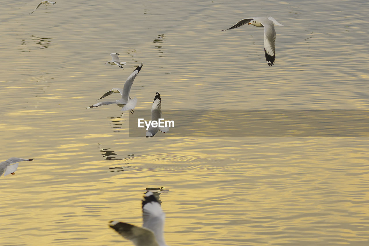 SEAGULLS FLYING IN LAKE