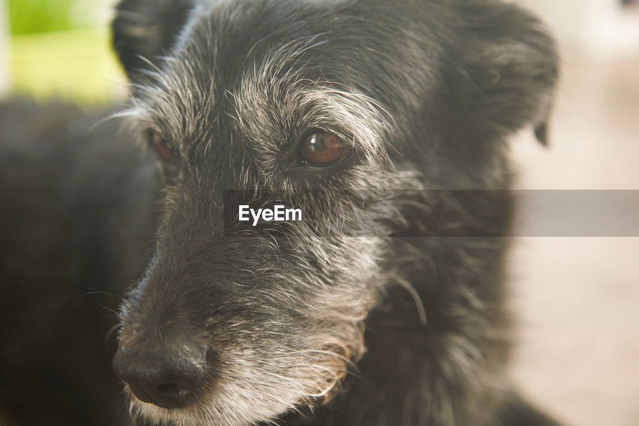 CLOSE-UP PORTRAIT OF A DOG LOOKING AWAY