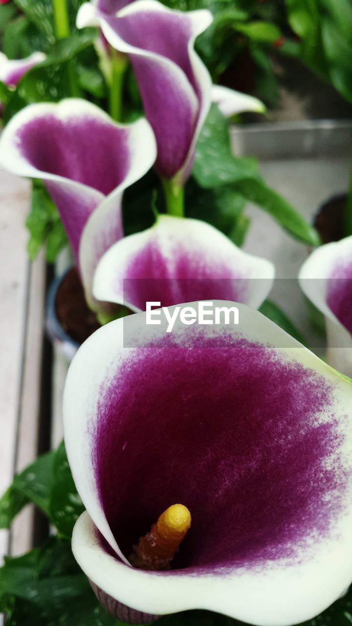 CLOSE-UP OF PURPLE FLOWERS