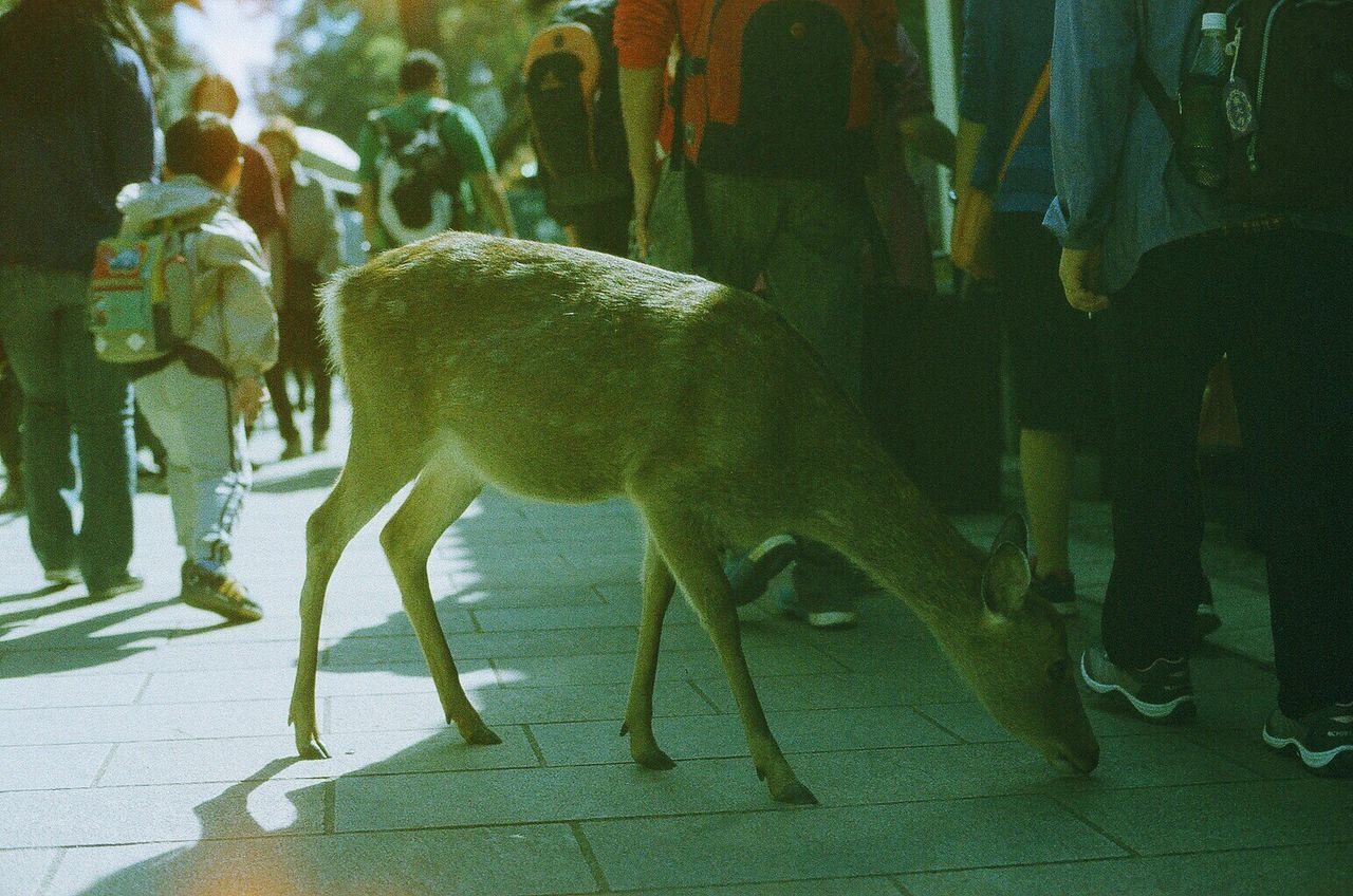 Deer with people walking on street