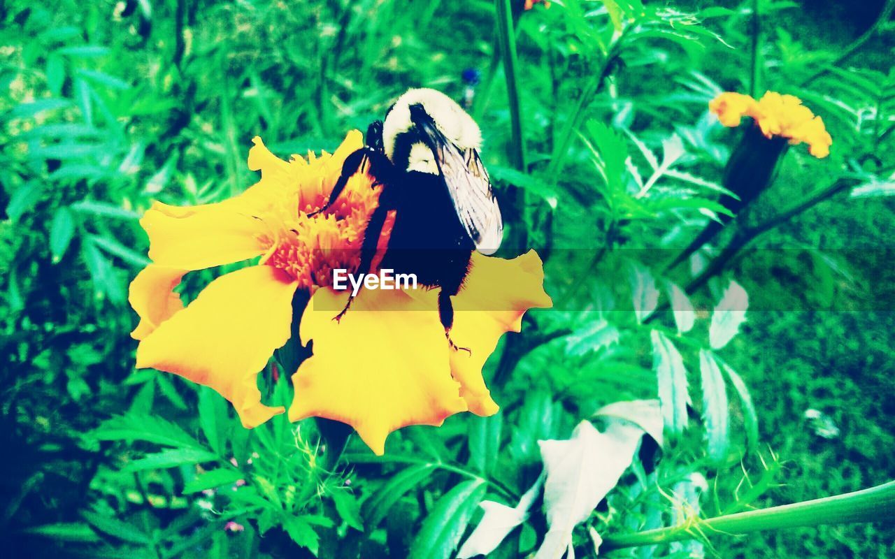 CLOSE-UP OF YELLOW FLOWERING PLANT IN BLOOM